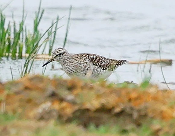 タカブシギ - ML644853244