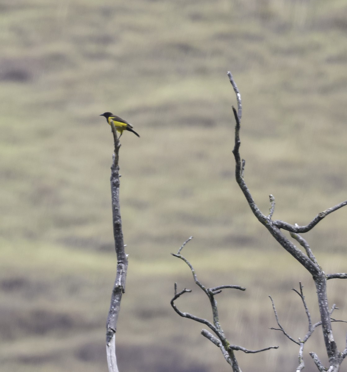 Мочарець жовтогузий - ML644853246