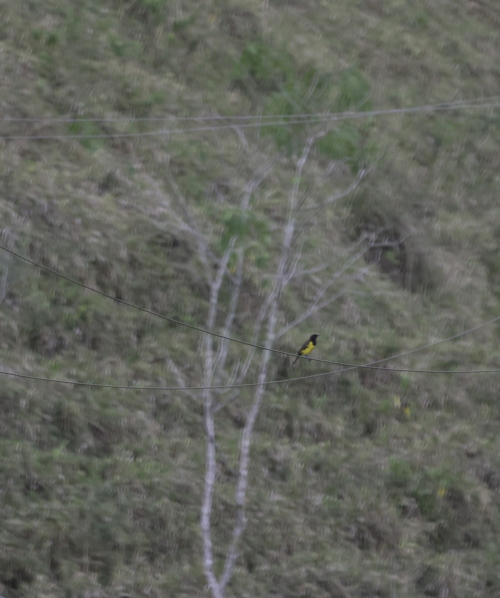 Мочарець жовтогузий - ML644853250