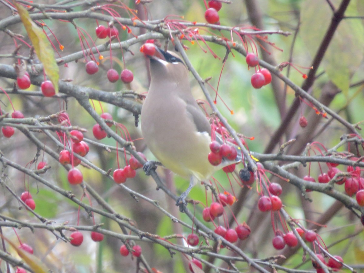 Cedar Waxwing - ML644853251