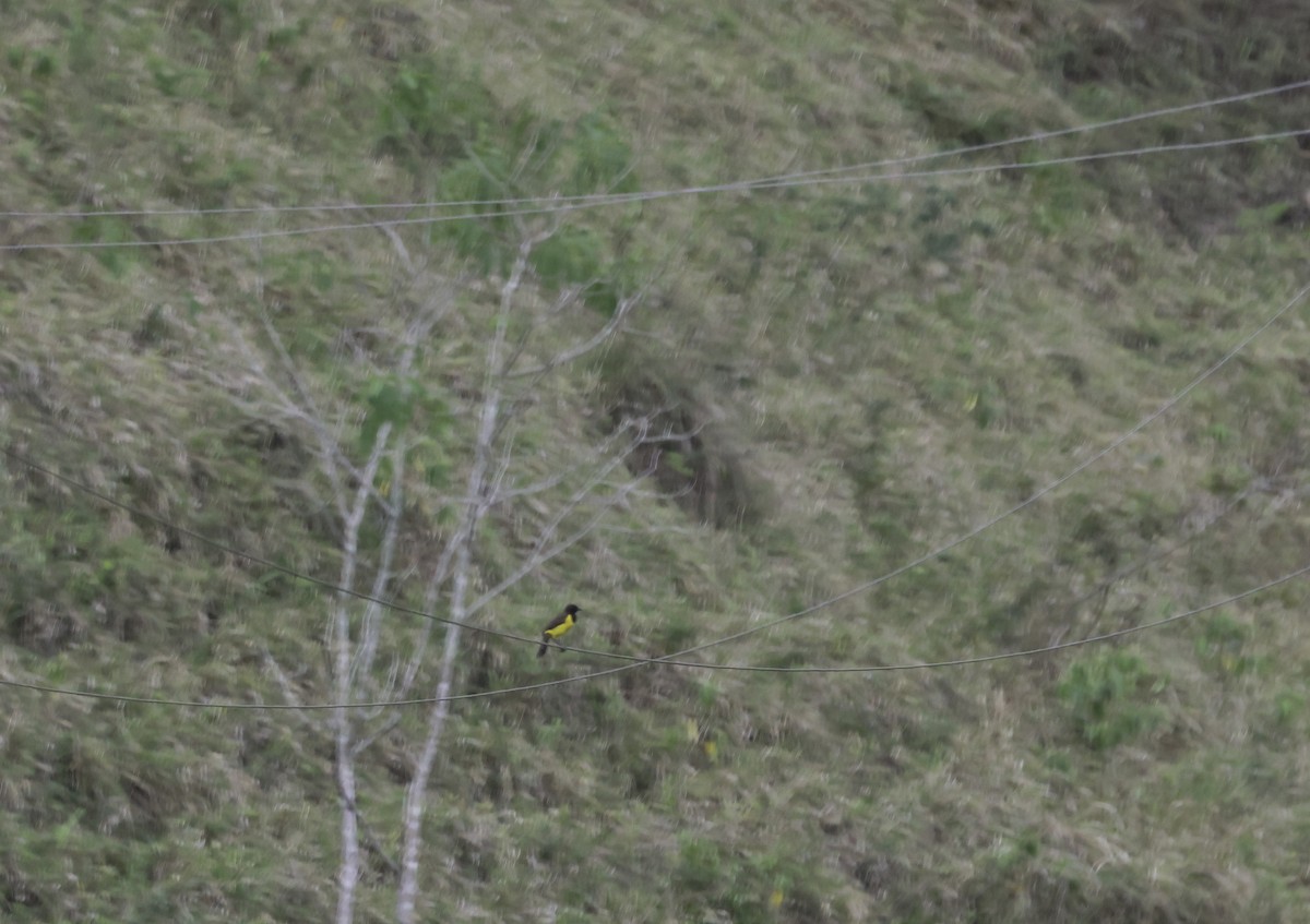 Мочарець жовтогузий - ML644853252