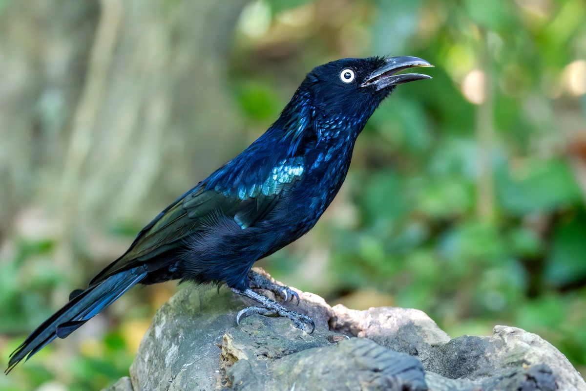 drongo vlasatý - ML644853268