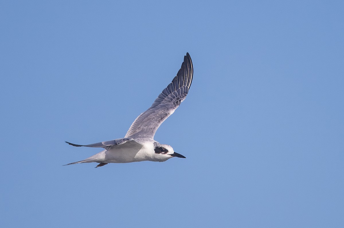Forster's Tern - ML644853279