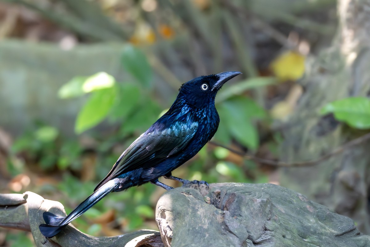 drongo vlasatý - ML644853282
