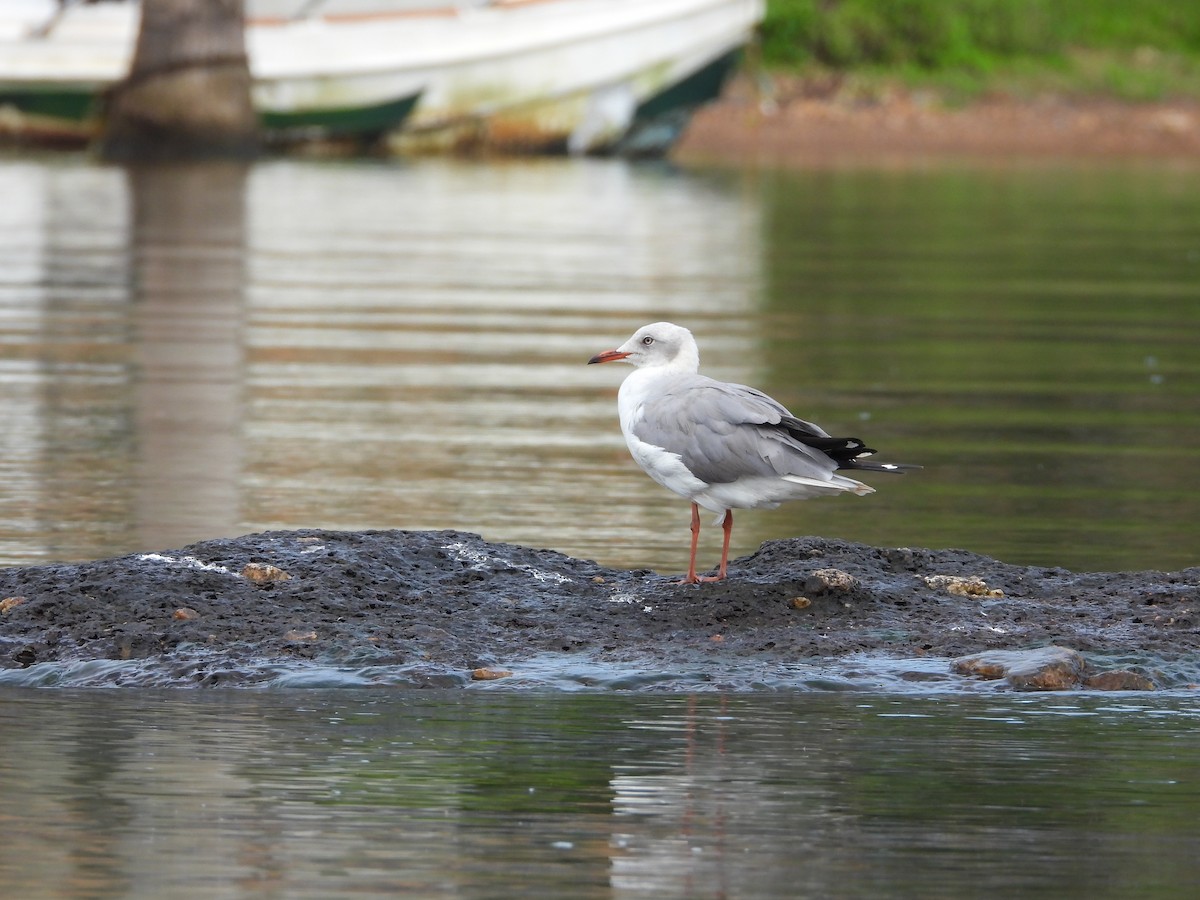 Gray-hooded Gull - ML644853287
