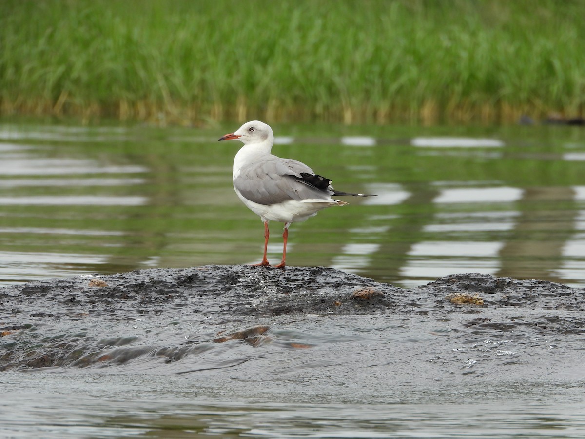 Gray-hooded Gull - ML644853297
