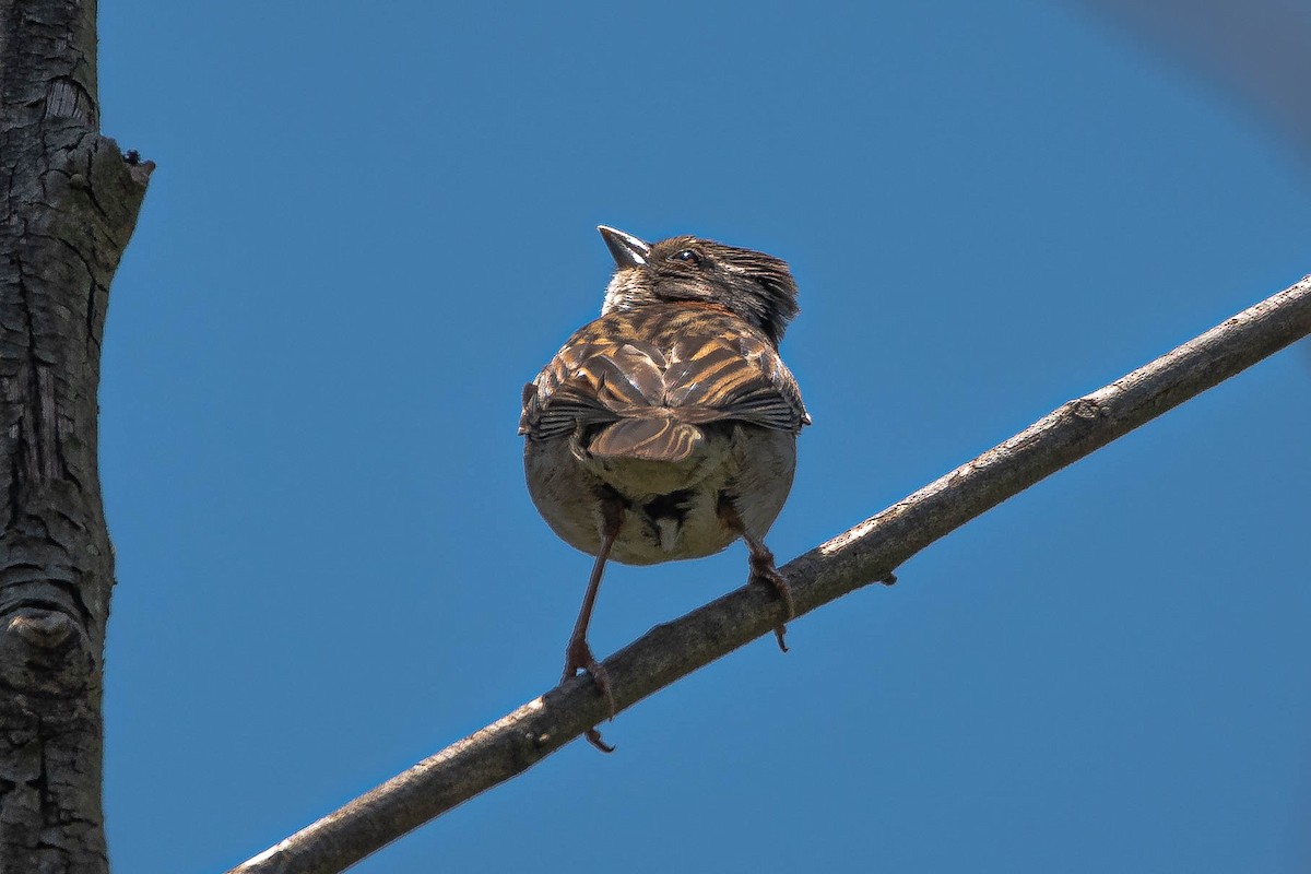 Rufous-collared Sparrow - ML644853306
