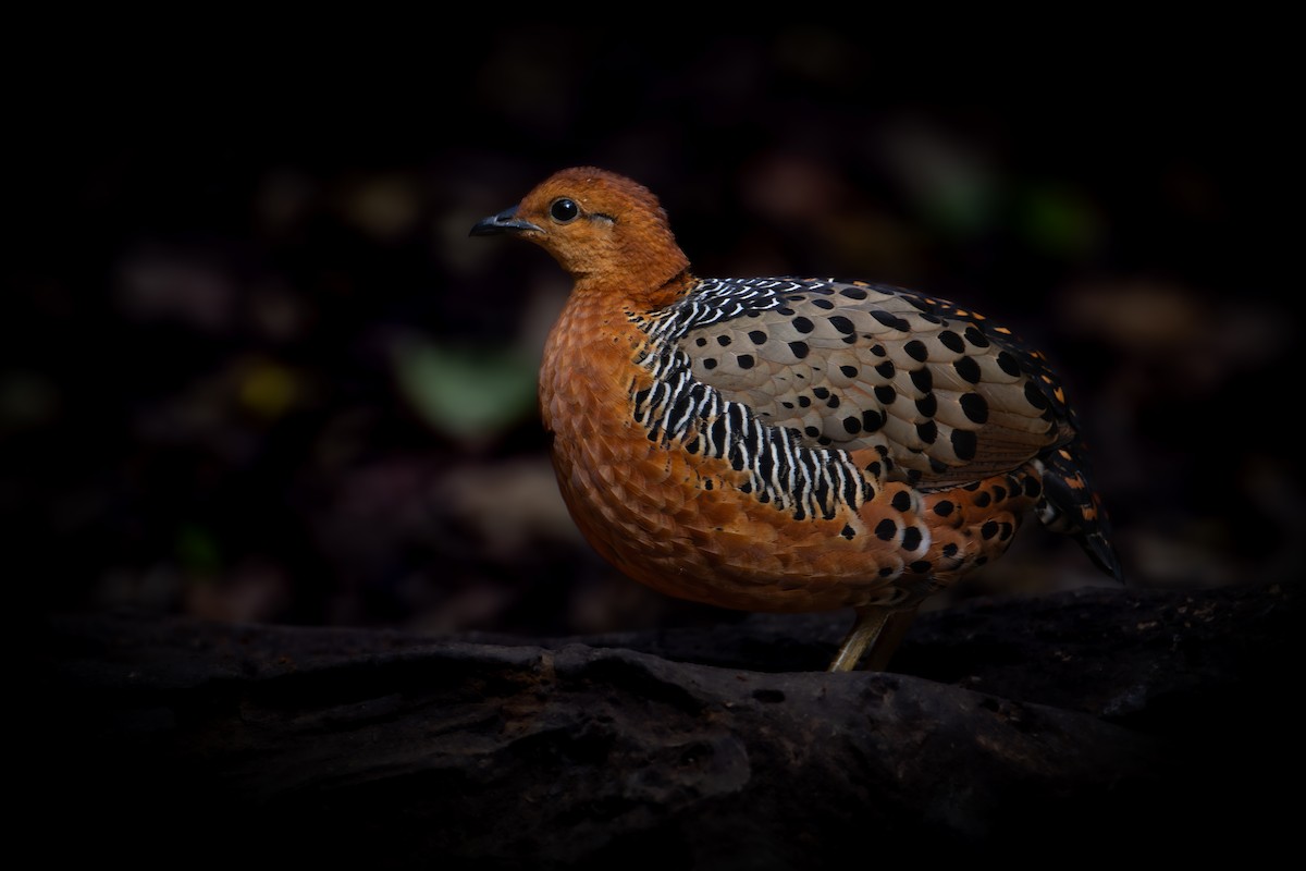 Kırmızı Başlı Kara Keklik - ML644853328