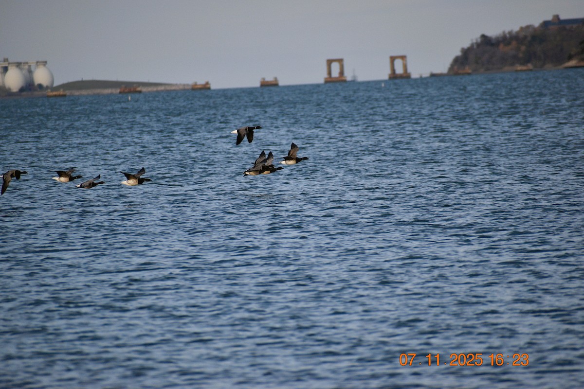 Brant - ML644853334