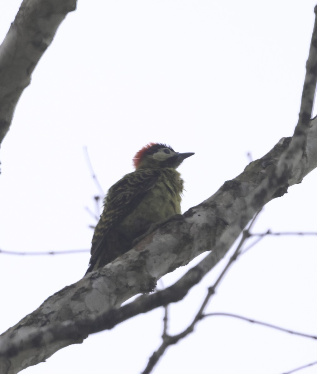 Green-barred Woodpecker (Green-barred) - ML644853335
