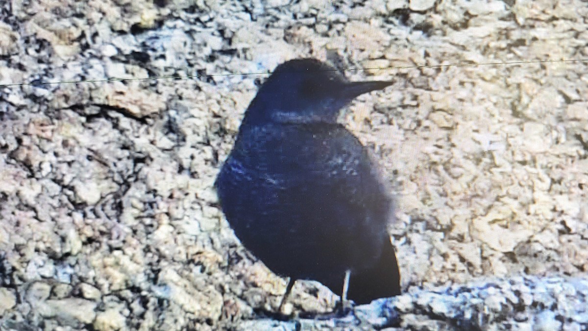 Blue Rock-Thrush - ML644853336