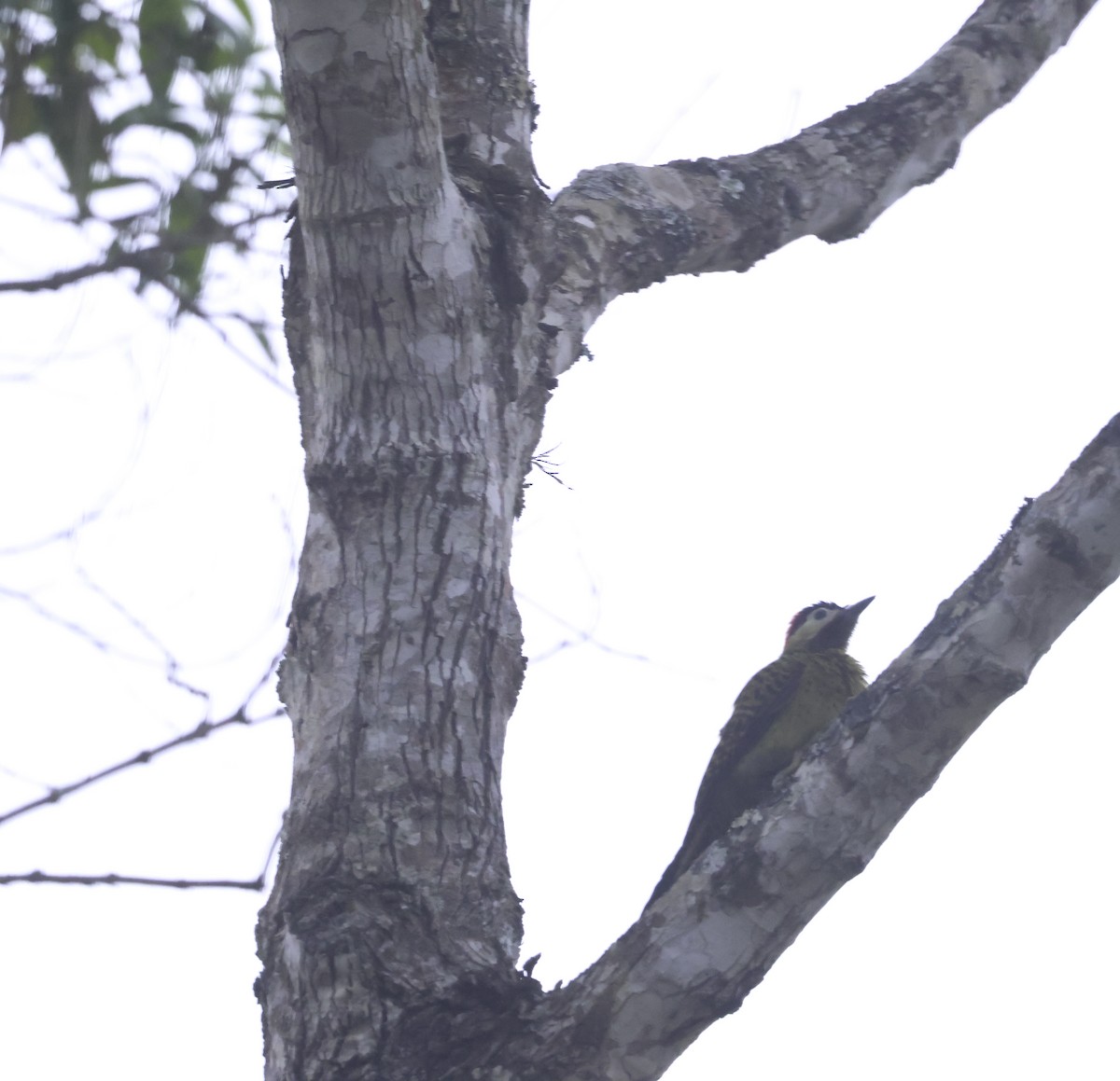 Green-barred Woodpecker (Green-barred) - ML644853338