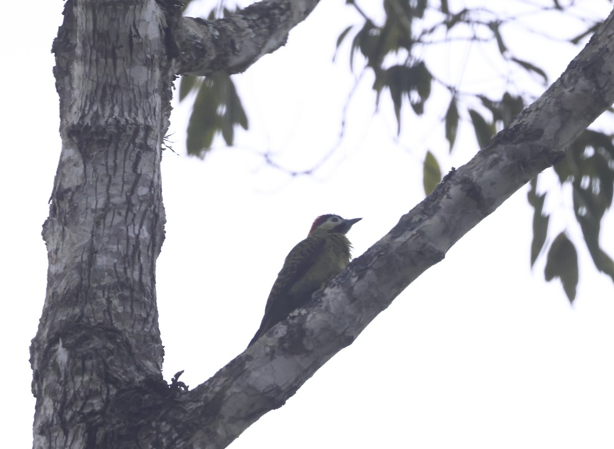 Green-barred Woodpecker (Green-barred) - ML644853339
