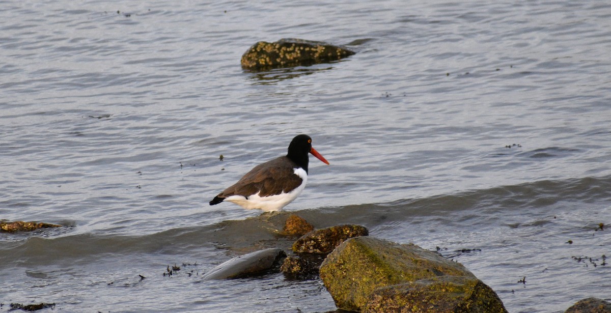 American Oystercatcher - ML644853344