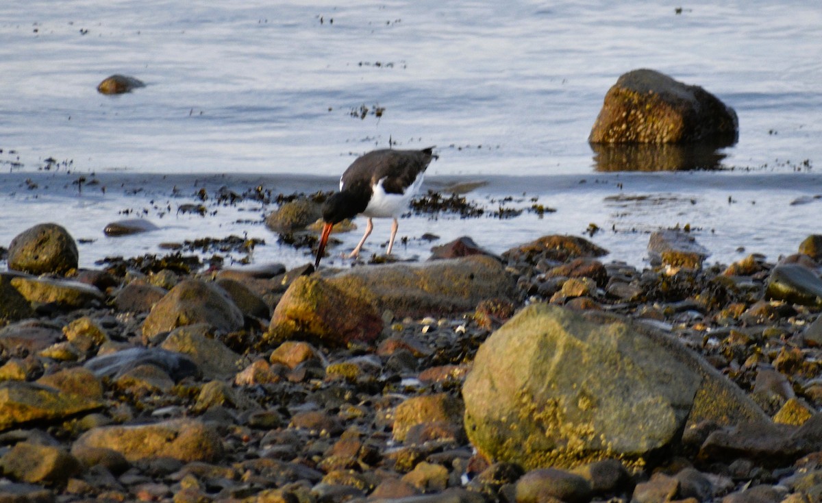American Oystercatcher - ML644853345