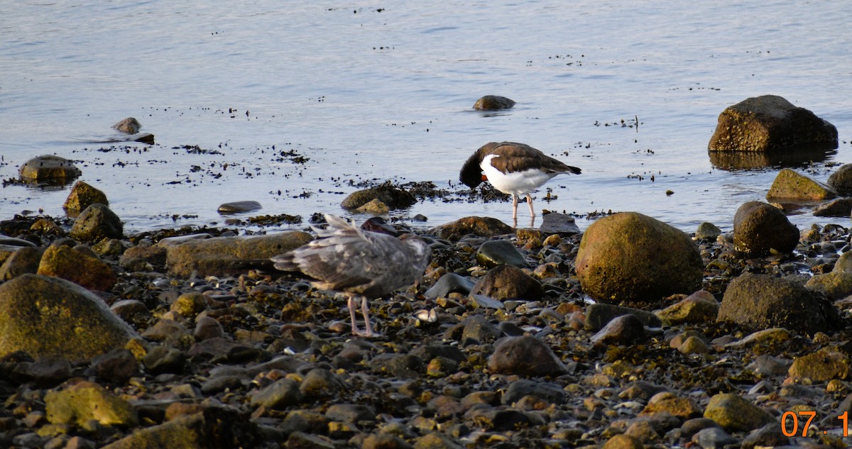 American Oystercatcher - ML644853346