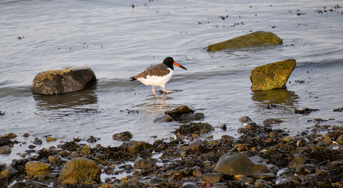 American Oystercatcher - ML644853347