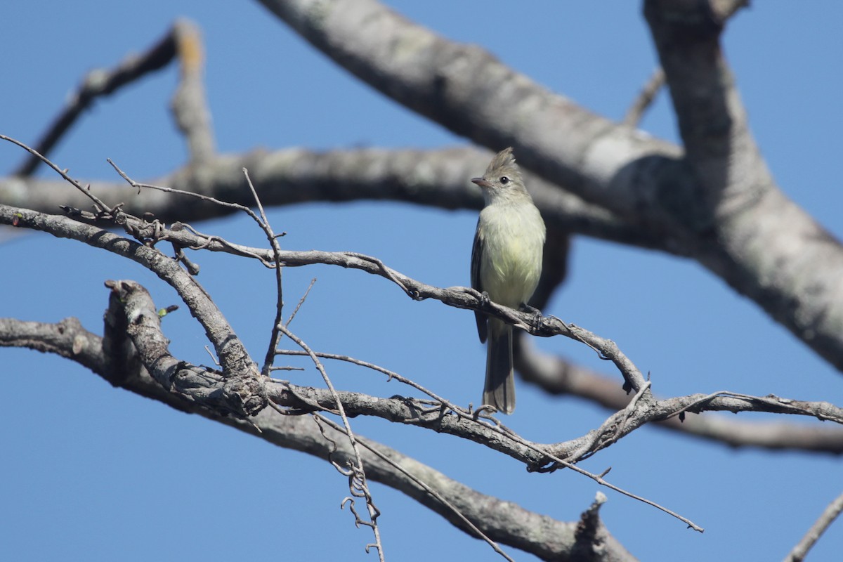 Yellow-bellied Elaenia - ML644853350