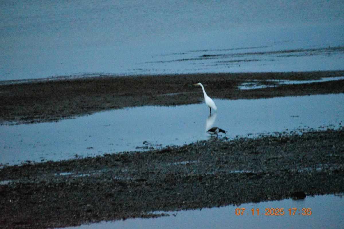 Great Egret - ML644853360