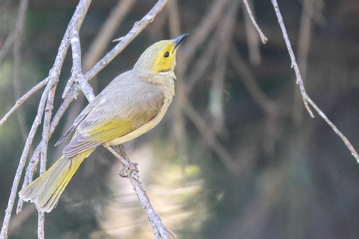 White-plumed Honeyeater - ML644853368