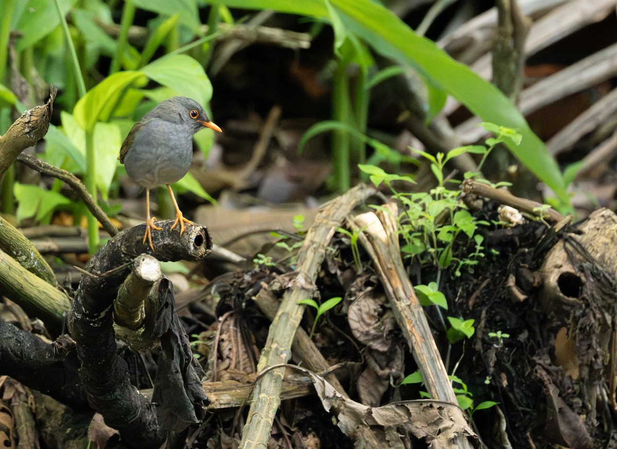 Orange-billed Nightingale-Thrush - ML644853384