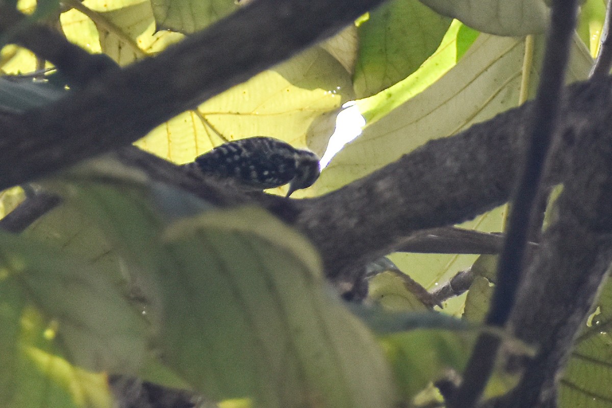 strakapoud hnědohlavý - ML644853388