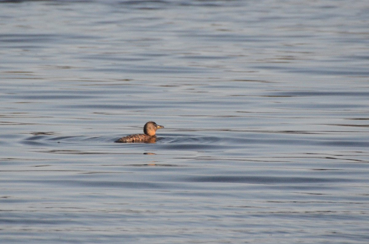 White-backed Duck - ML644853395