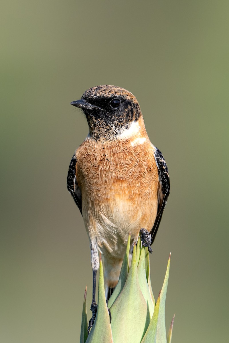 Siberian Stonechat - ML644853396