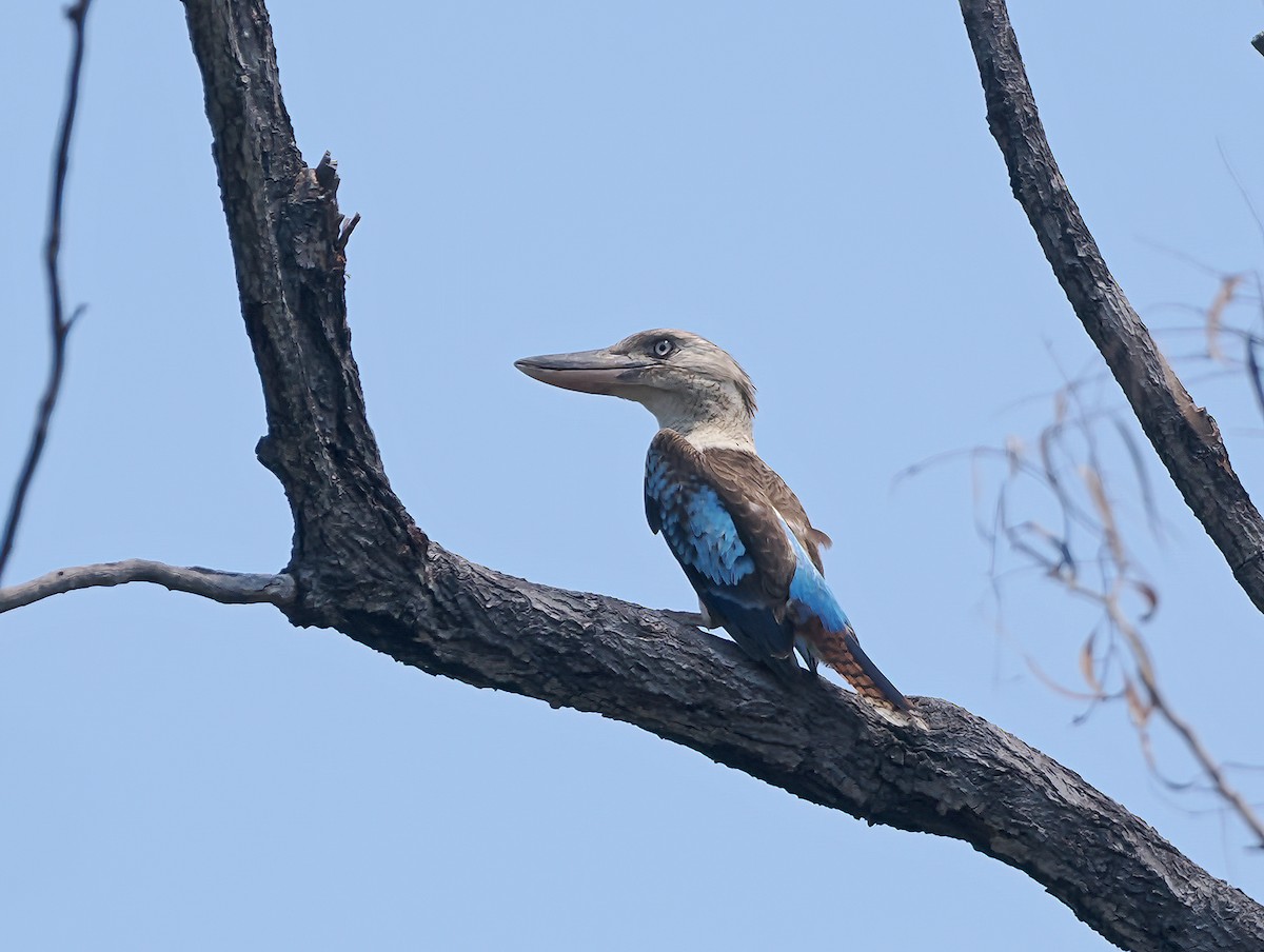 Blue-winged Kookaburra - ML644853422