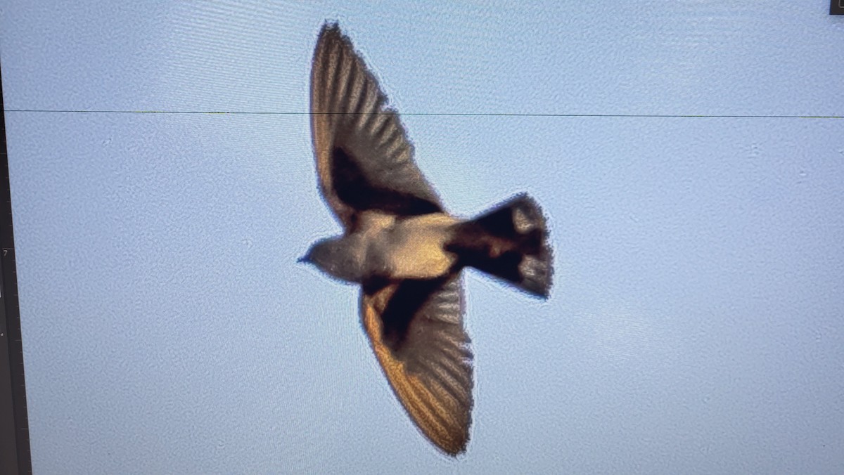 Barn Swallow - ML644853424