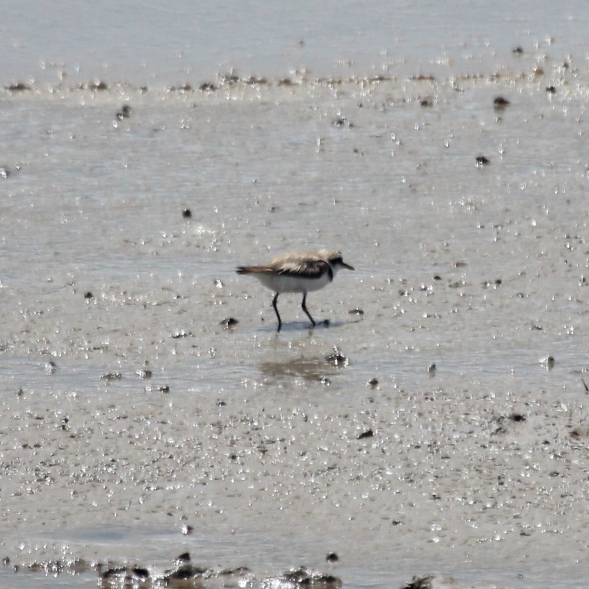 sand-plover sp. - ML644853439