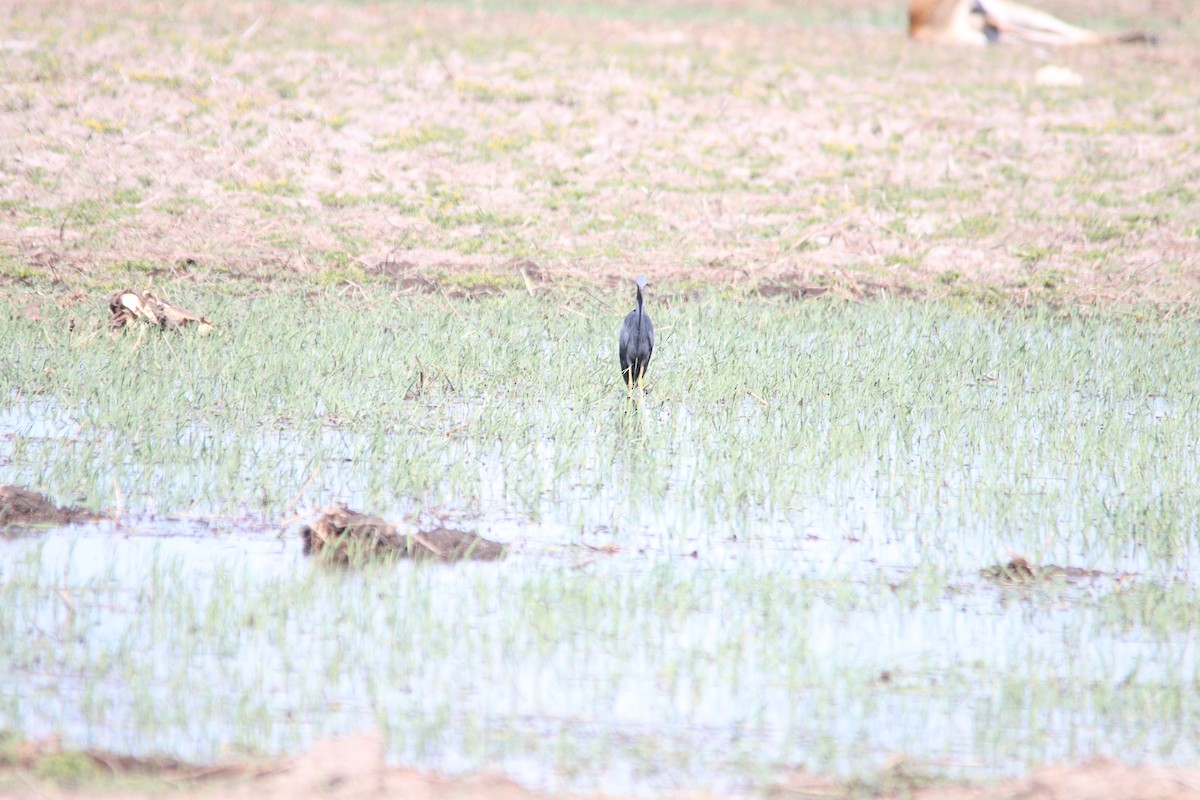 Braunkehlreiher - ML644853455