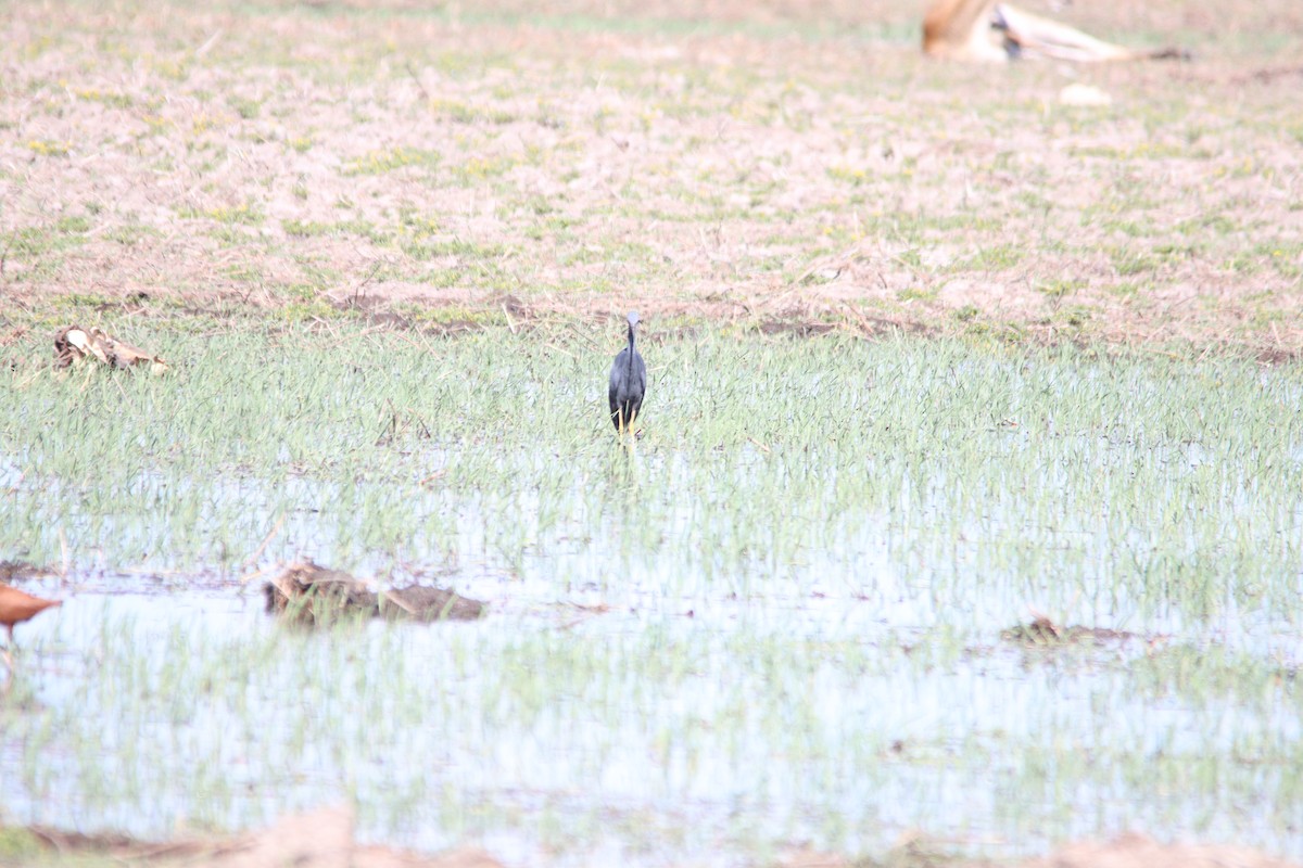 Braunkehlreiher - ML644853456