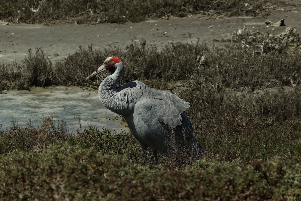 Brolga - ML644853460