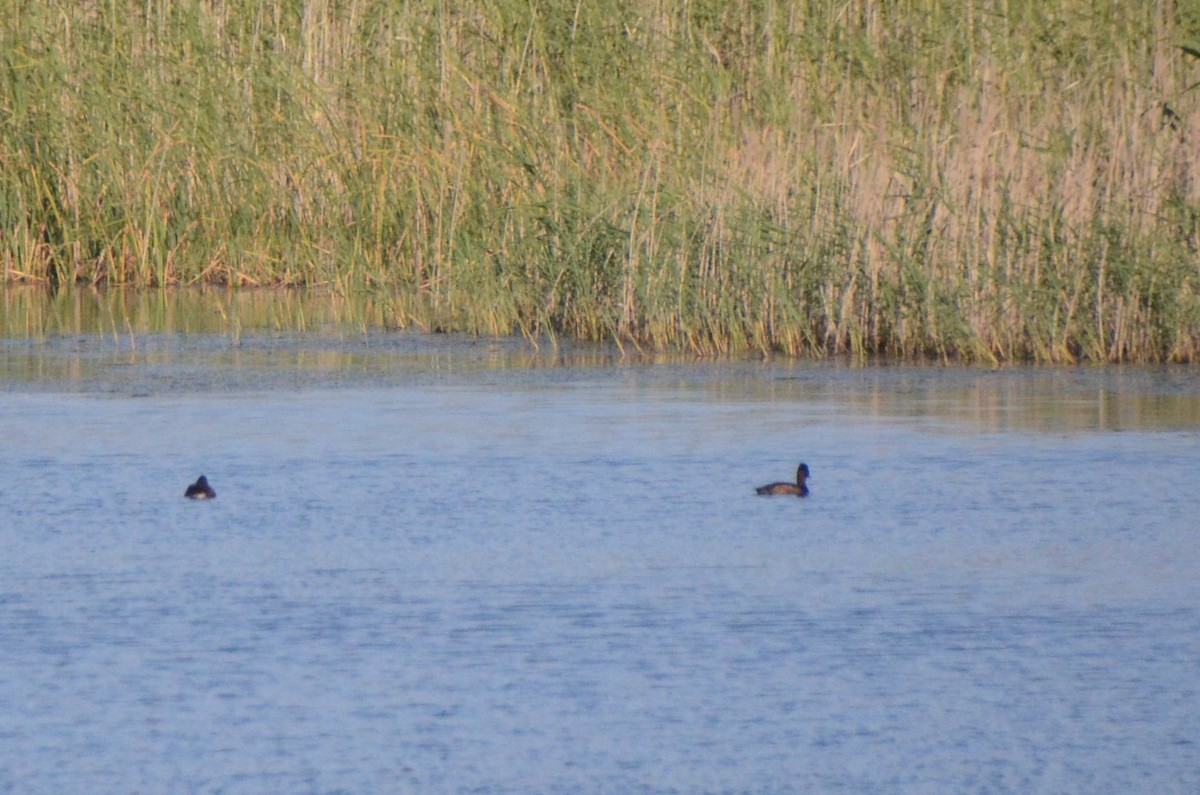 Southern Pochard - ML644853461