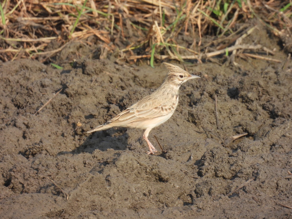Crested Lark (Crested) - ML644853463