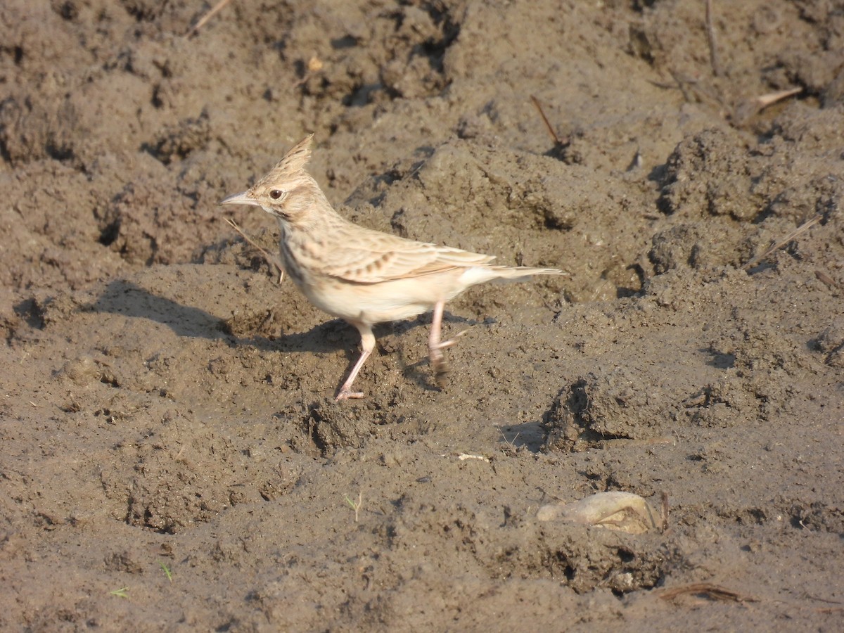 Crested Lark (Crested) - ML644853464