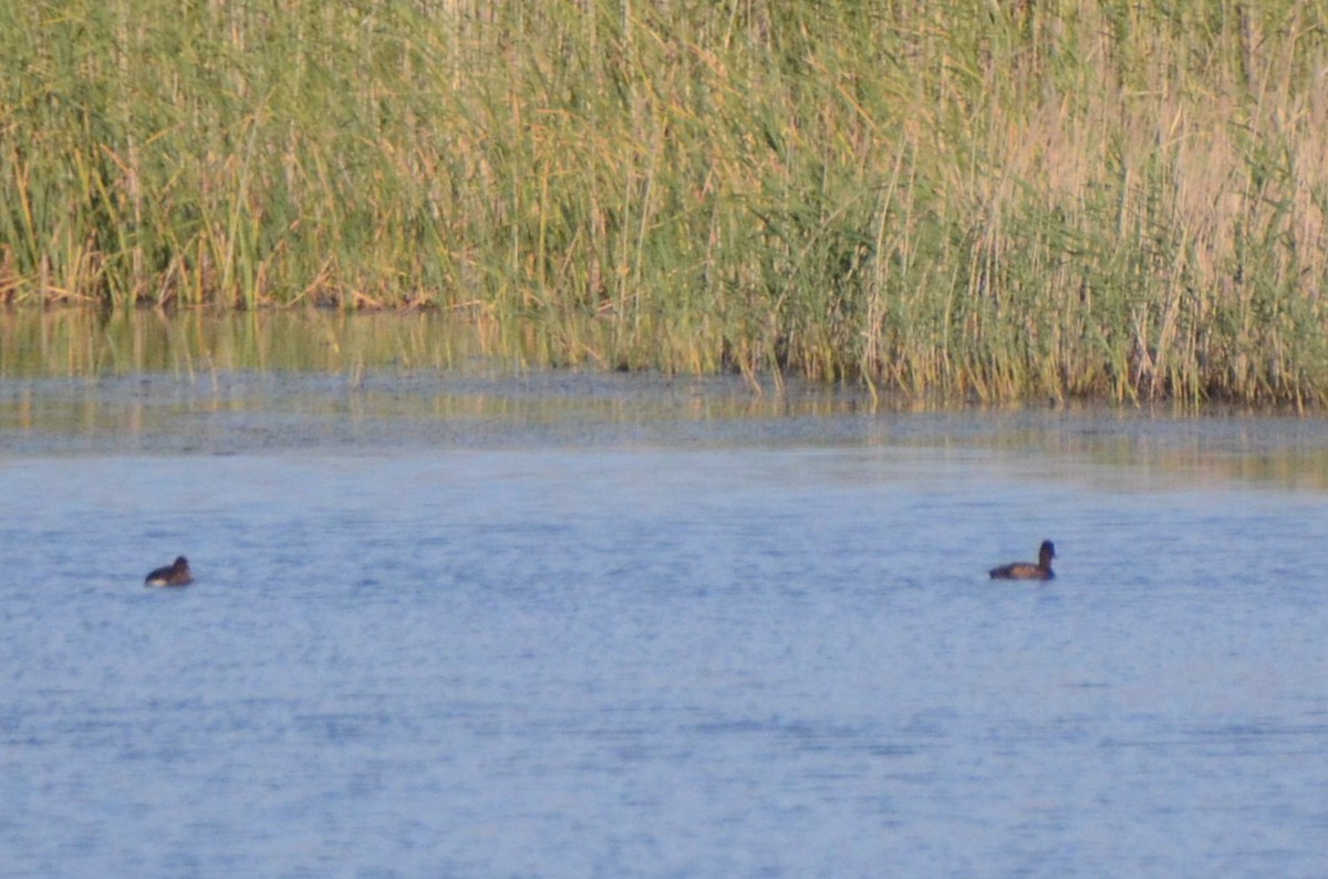 Southern Pochard - ML644853465