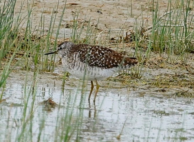 タカブシギ - ML644853467