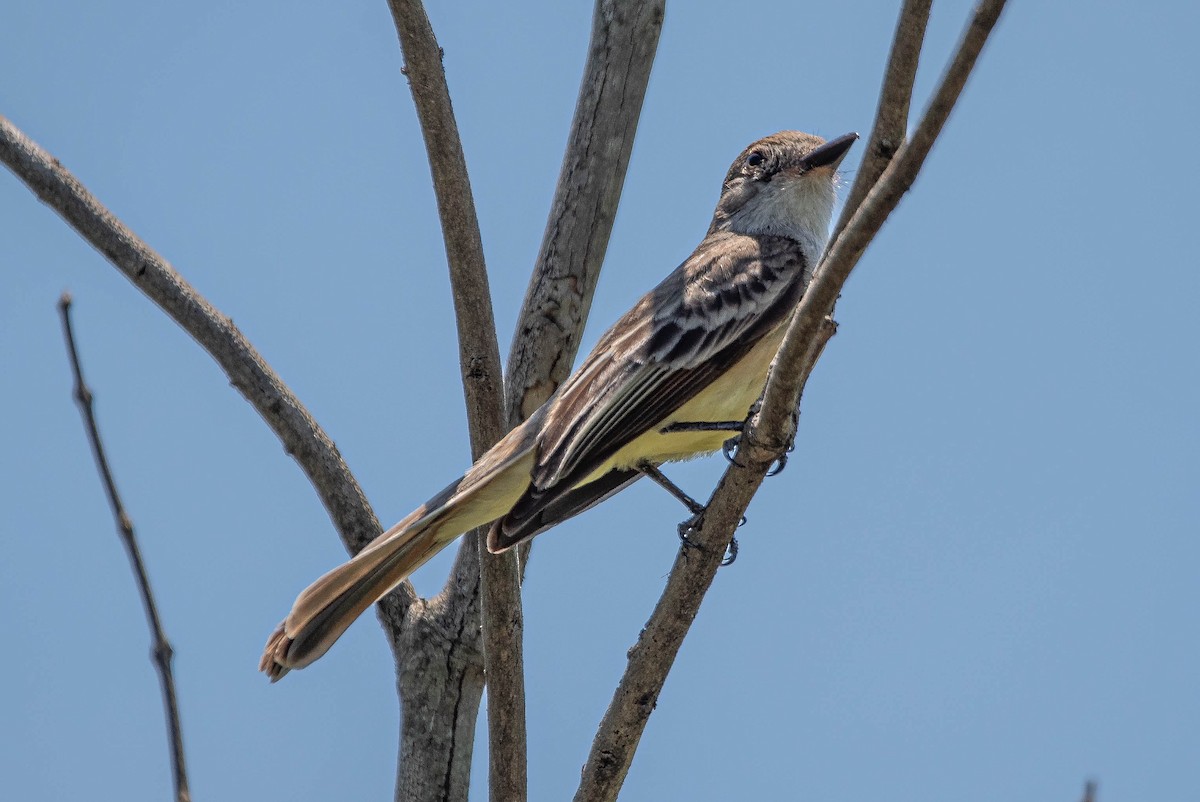 Short-crested Flycatcher - ML644853468