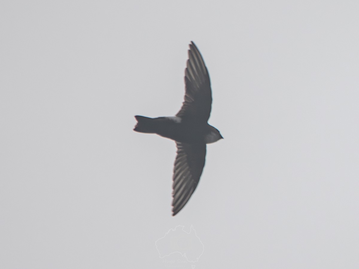 Martinet malais - ML644853482