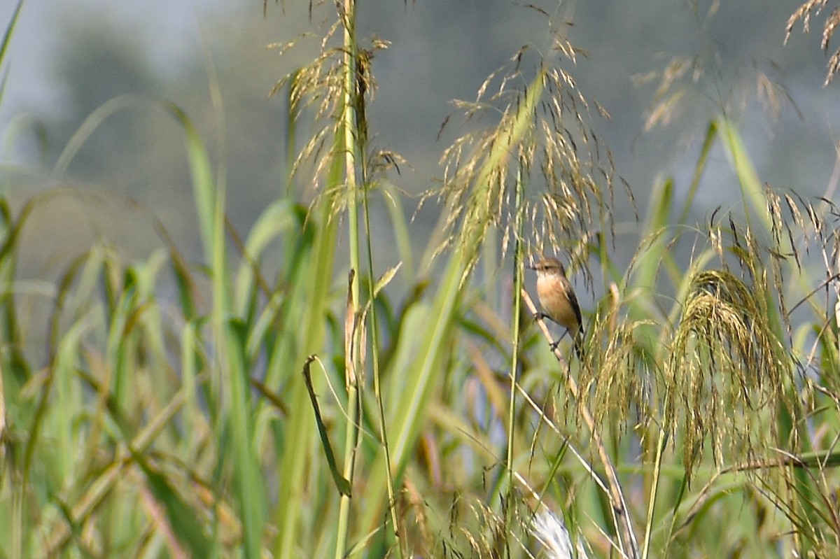Siberian Stonechat (Siberian) - ML644853489