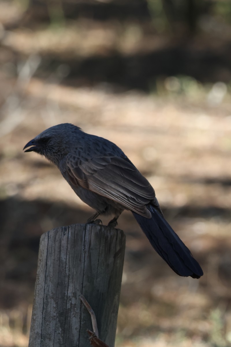 Apostlebird - ML644853491