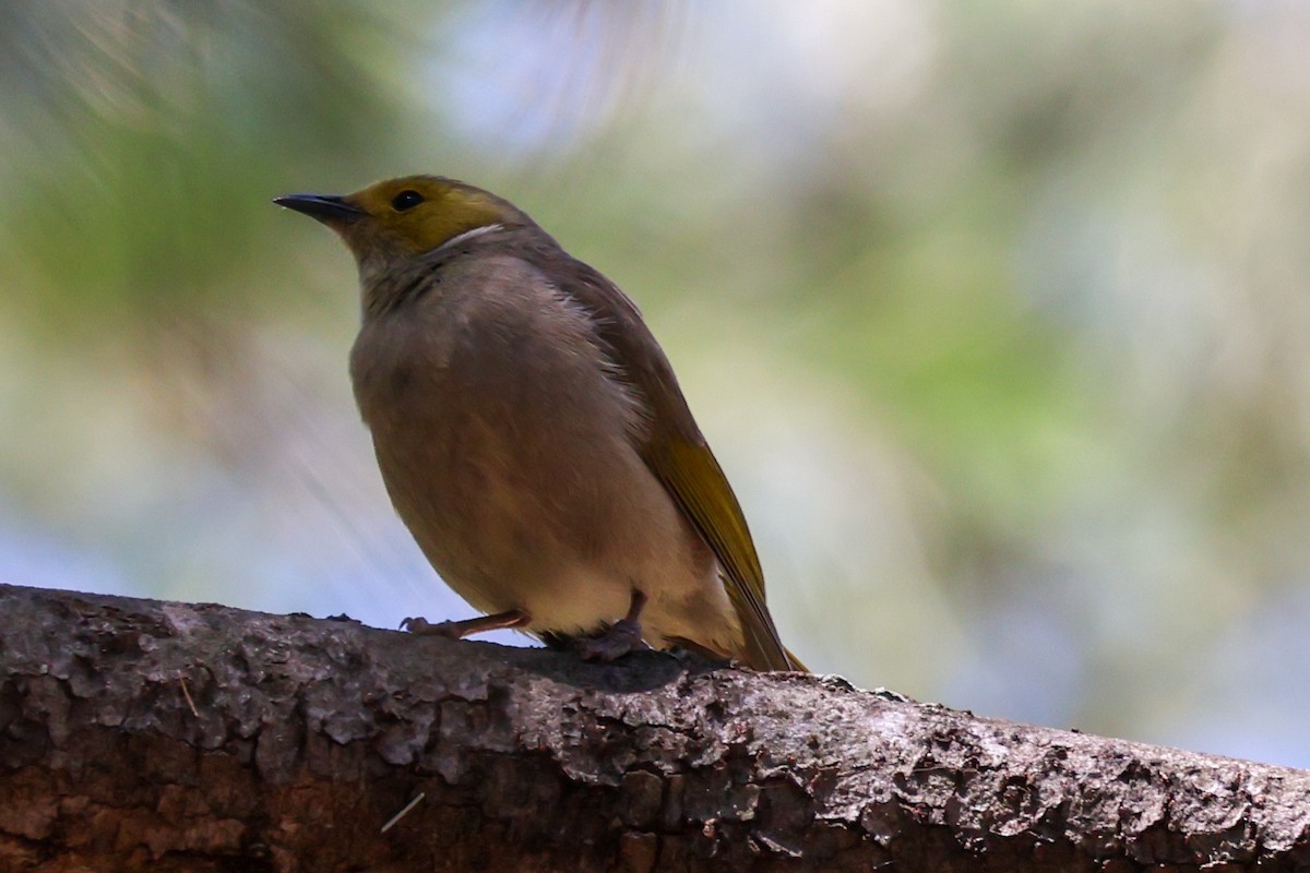 White-plumed Honeyeater - ML644853492