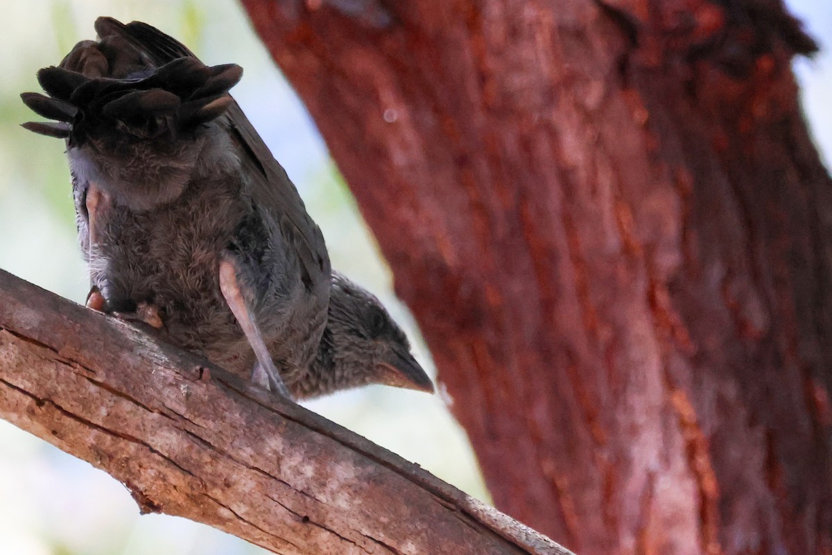 Apostlebird - ML644853493