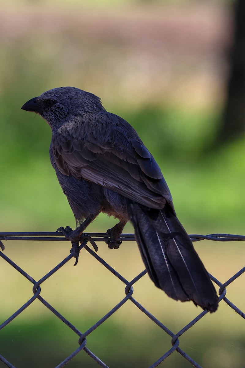 Apostlebird - ML644853494