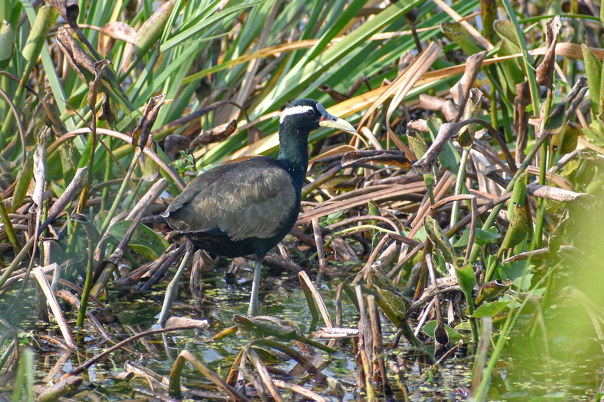 Bronze-winged Jacana - ML644853509