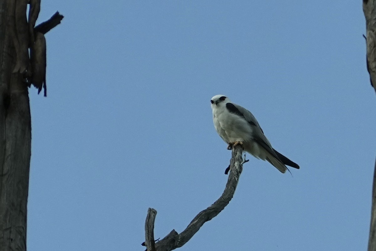Black-shouldered Kite - ML644853513