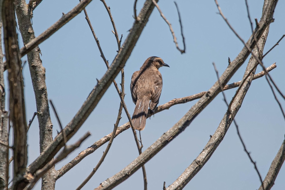 Chalk-browed Mockingbird - ML644853525