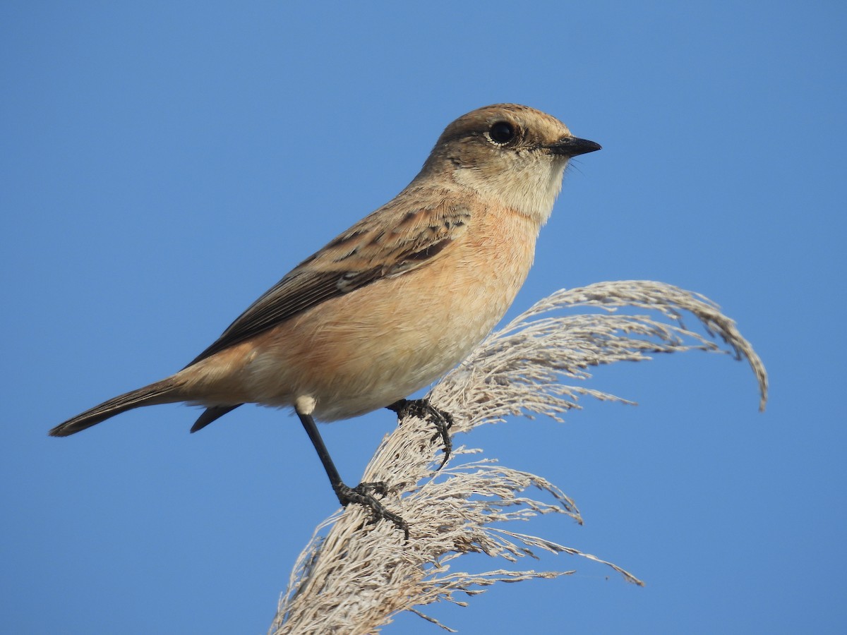 European Stonechat - ML644853548